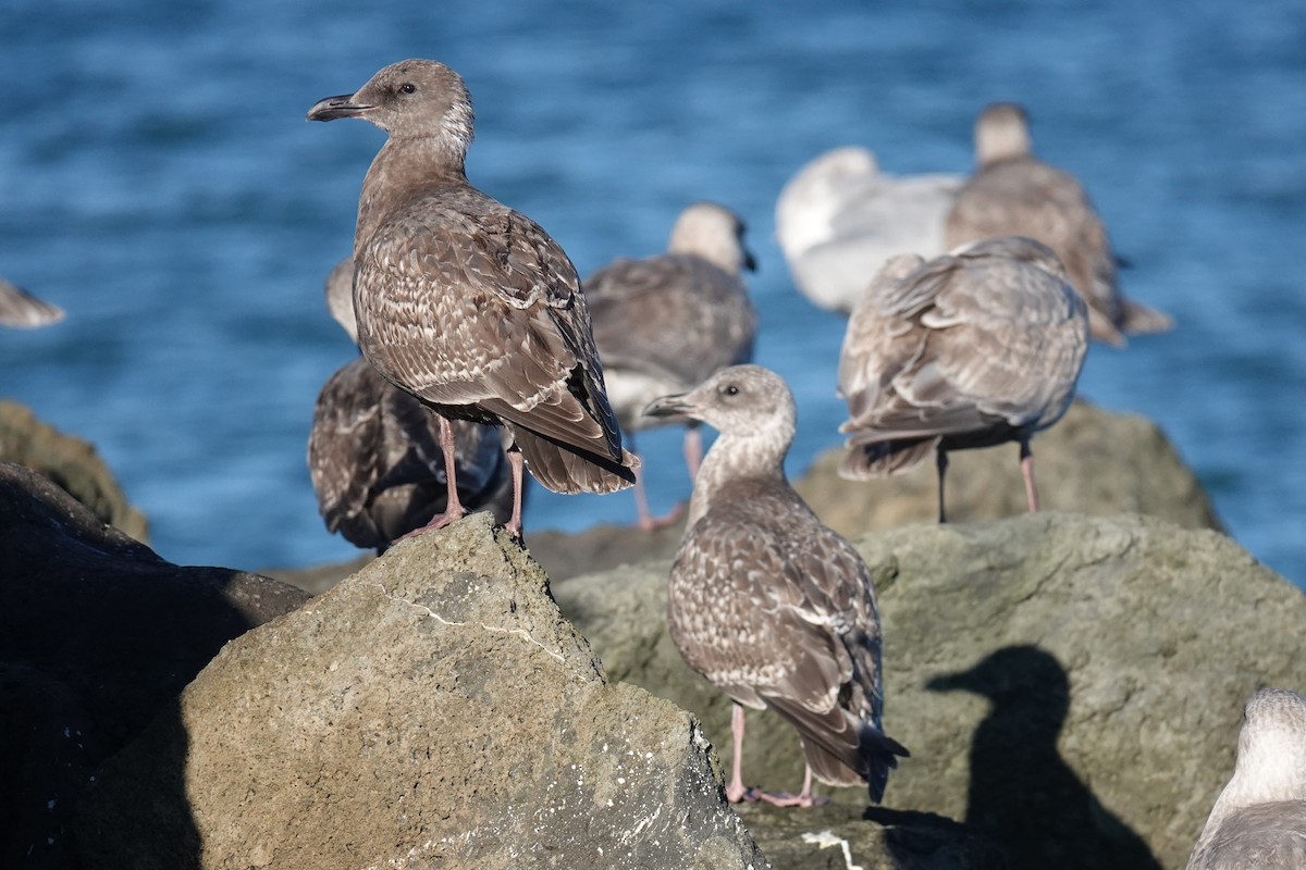 Western x Glaucous-winged Gull (hybrid) - ML646024377