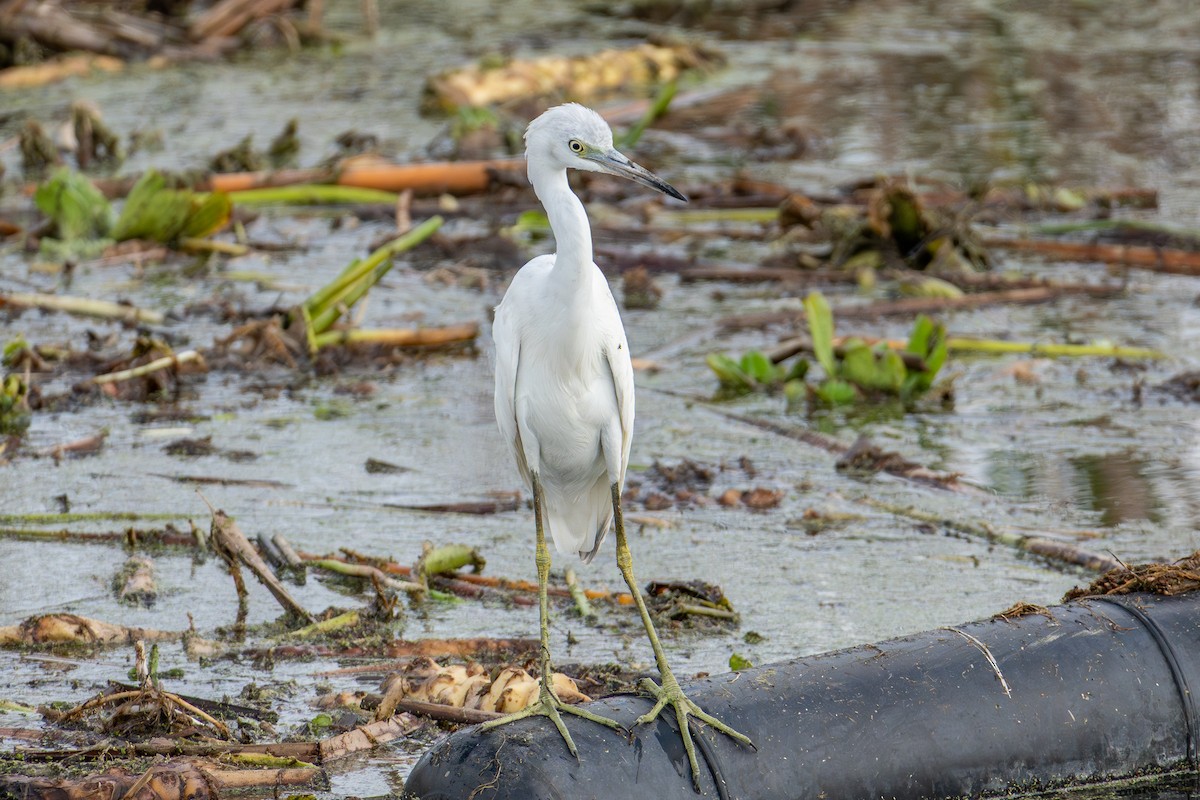 Little Blue Heron - ML646024378