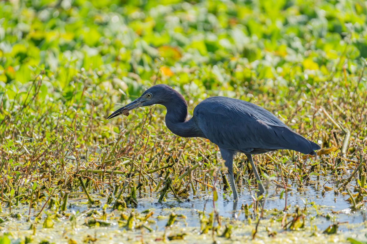 Little Blue Heron - ML646024379