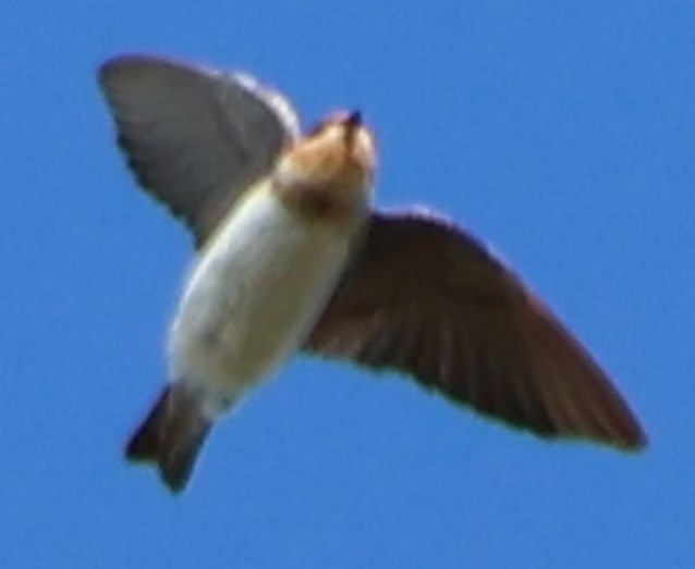 vlaštovka jeskynní - ML646024380