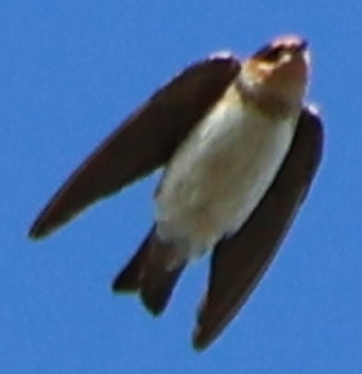 vlaštovka jeskynní - ML646024381