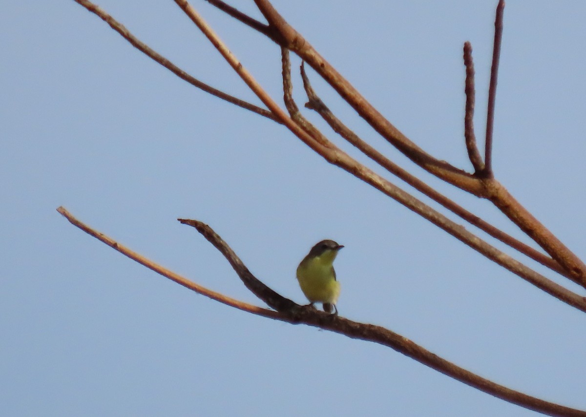 Golden-bellied Gerygone - ML646024387