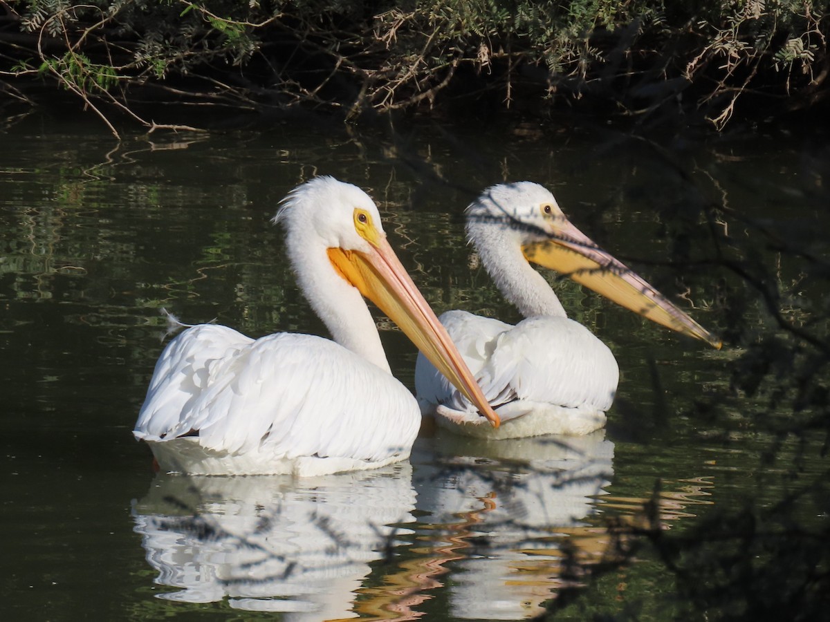 Pelícano Norteamericano - ML646024389