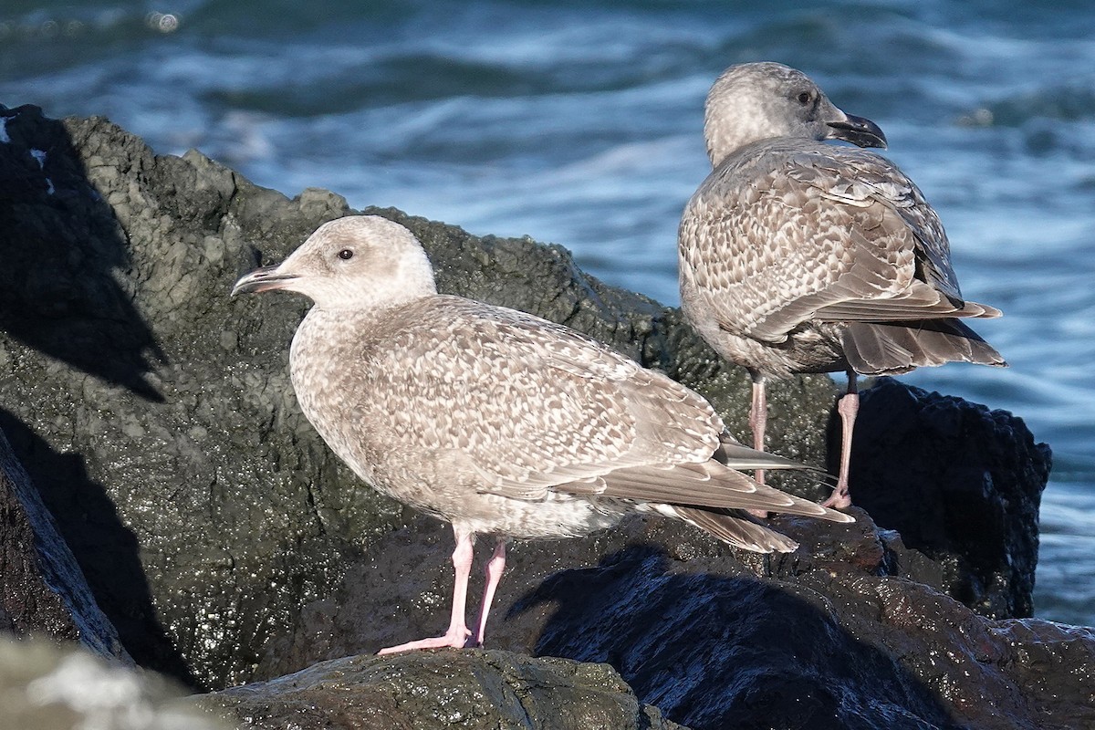 American Herring x Glaucous-winged Gull (hybrid) - ML646024390