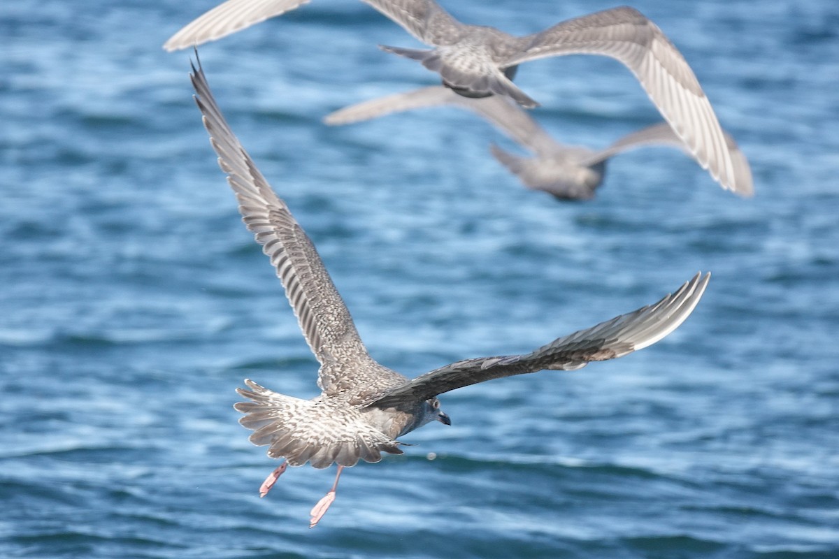 American Herring x Glaucous-winged Gull (hybrid) - ML646024391