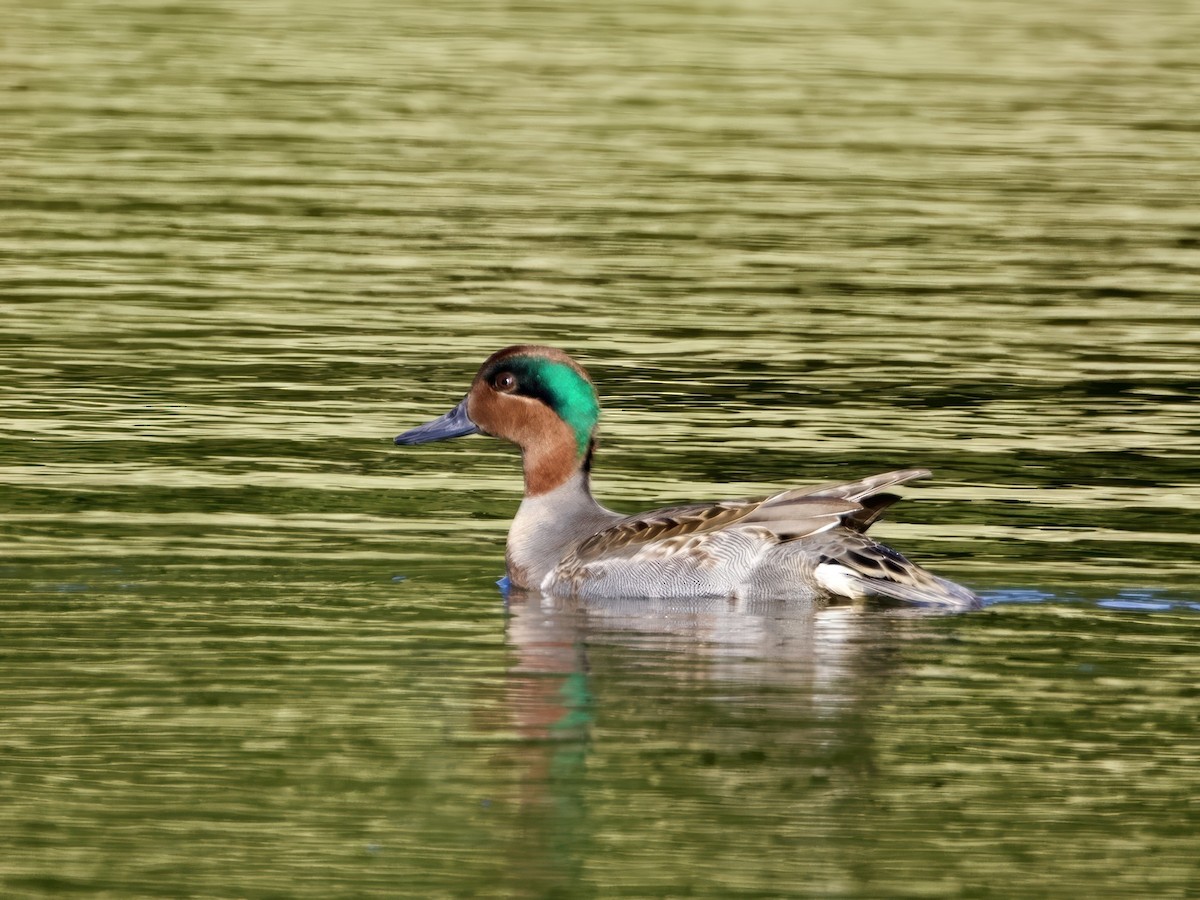 Sarcelle d'hiver - ML646024393