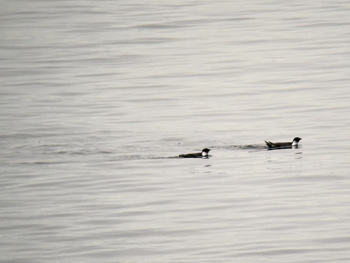 Ancient Murrelet - ML646024394