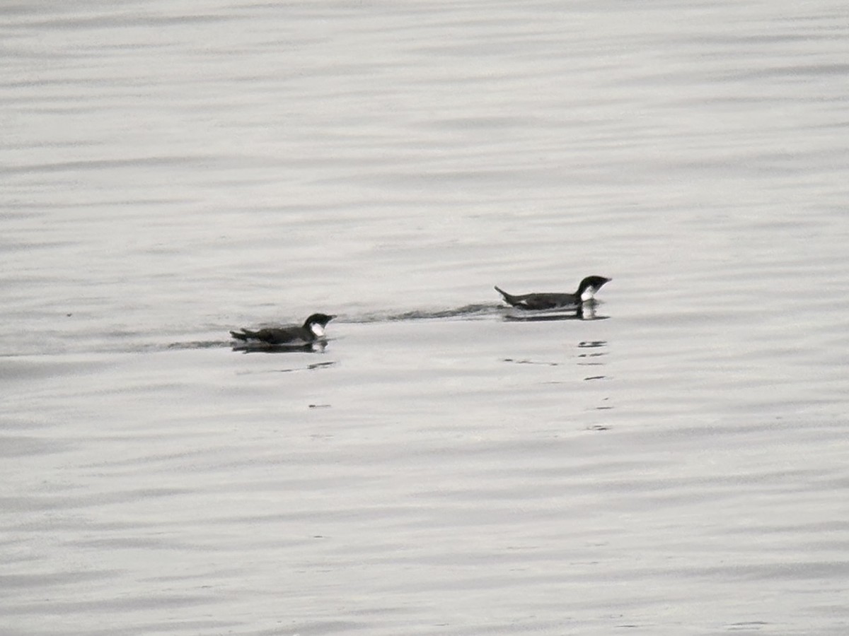 Ancient Murrelet - ML646024395