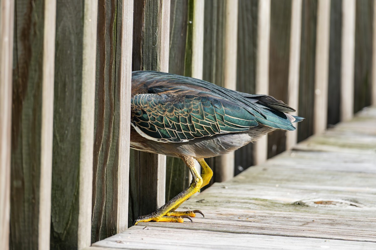 Green Heron - ML646024398