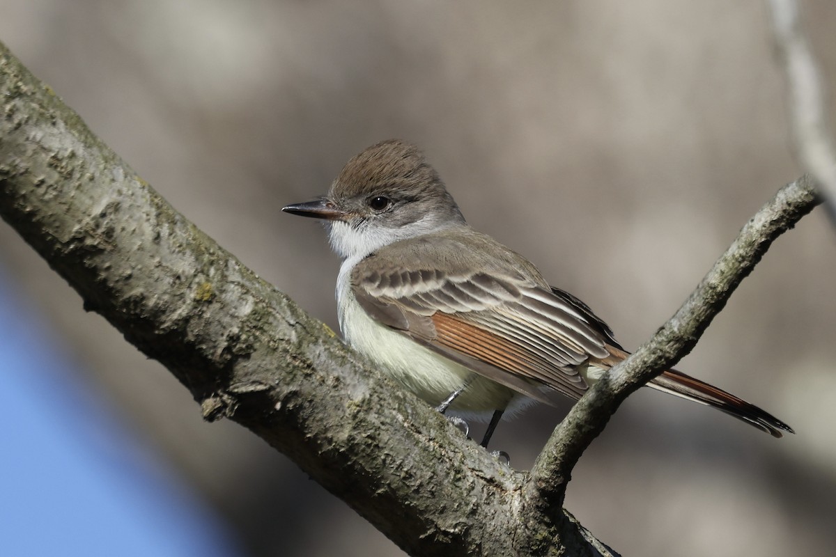 Копетон світлочеревий - ML646024401