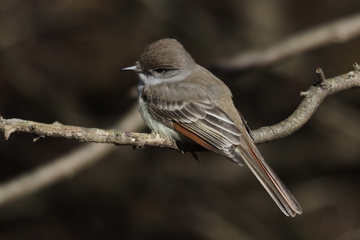 Копетон світлочеревий - ML646024402