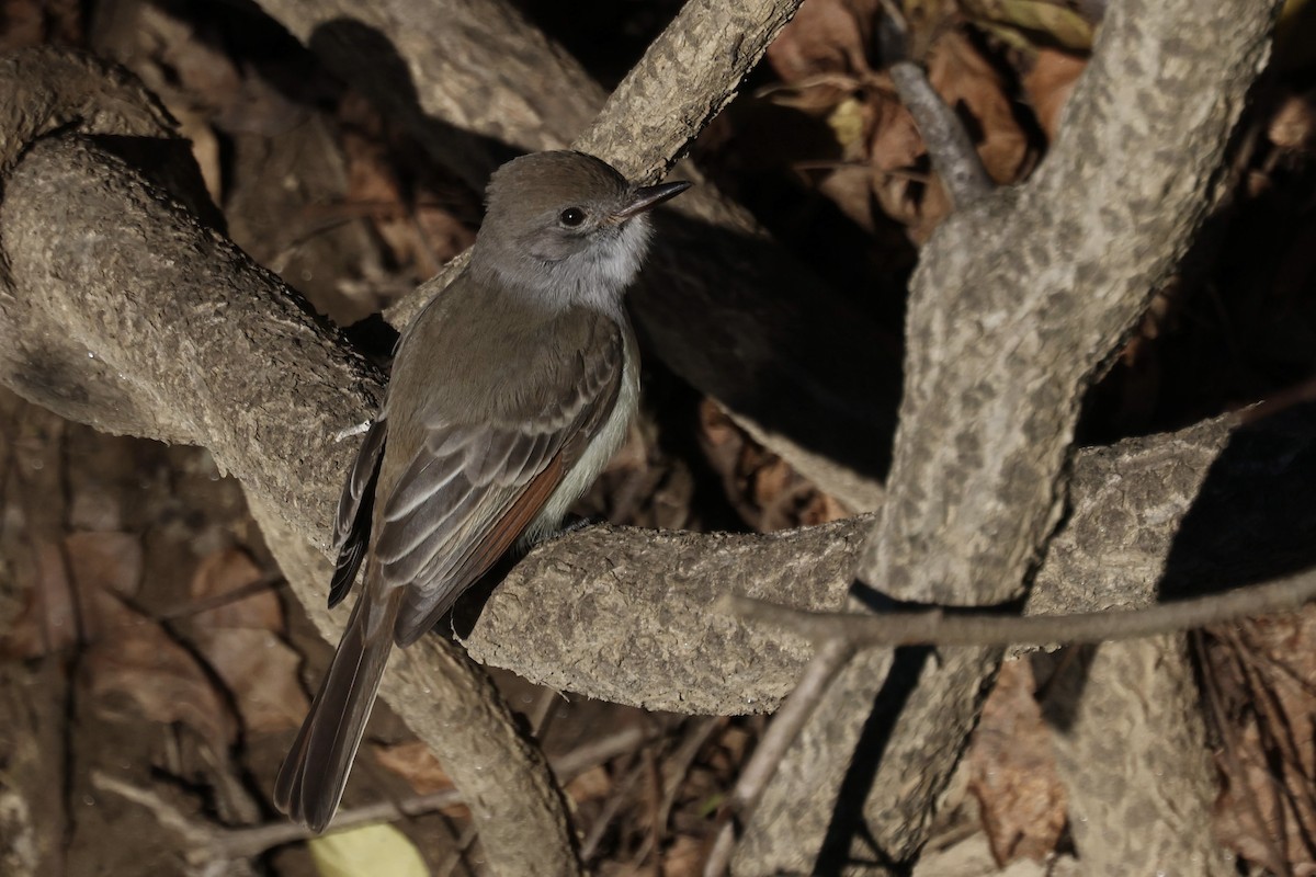 Копетон світлочеревий - ML646024403