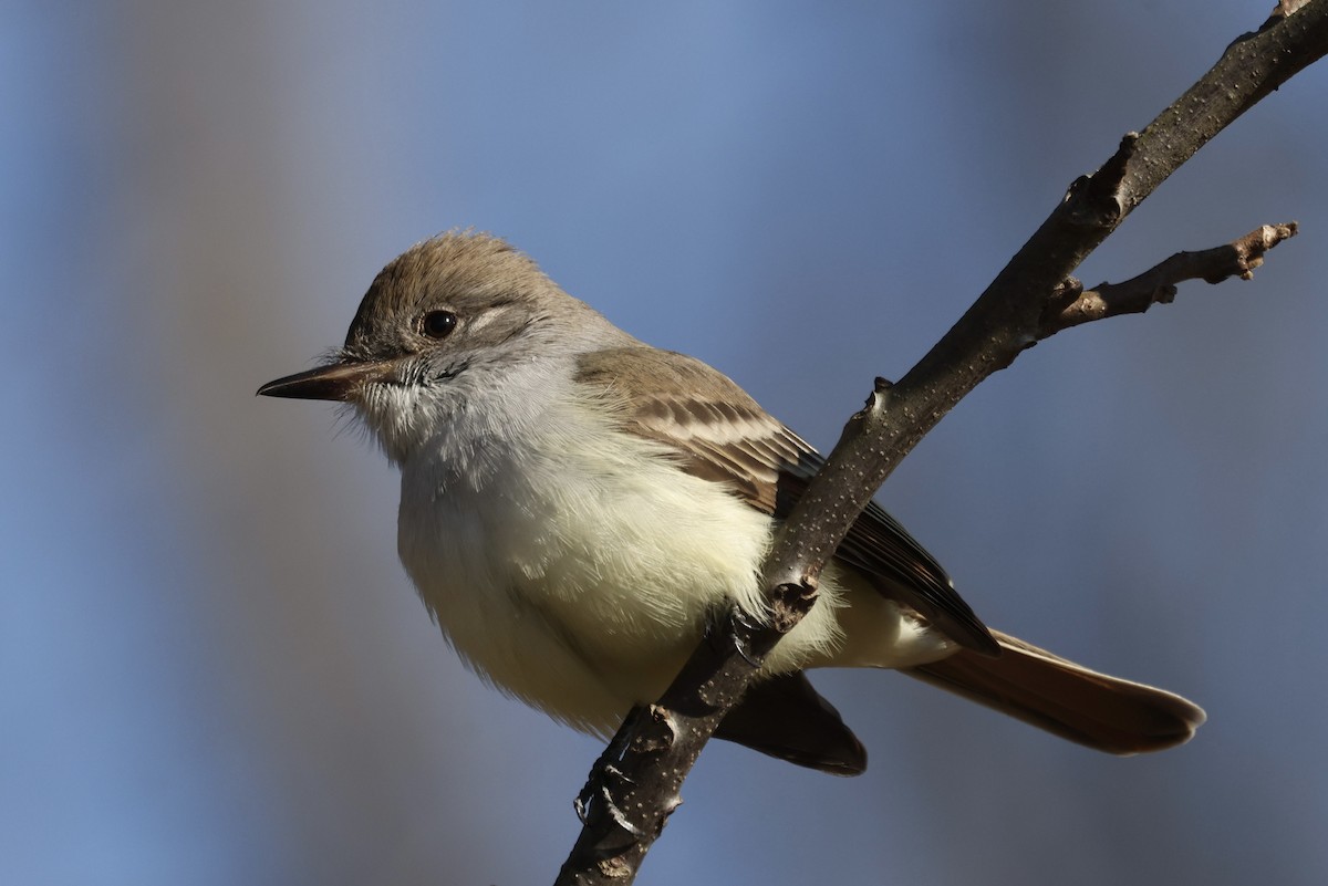 Копетон світлочеревий - ML646024404