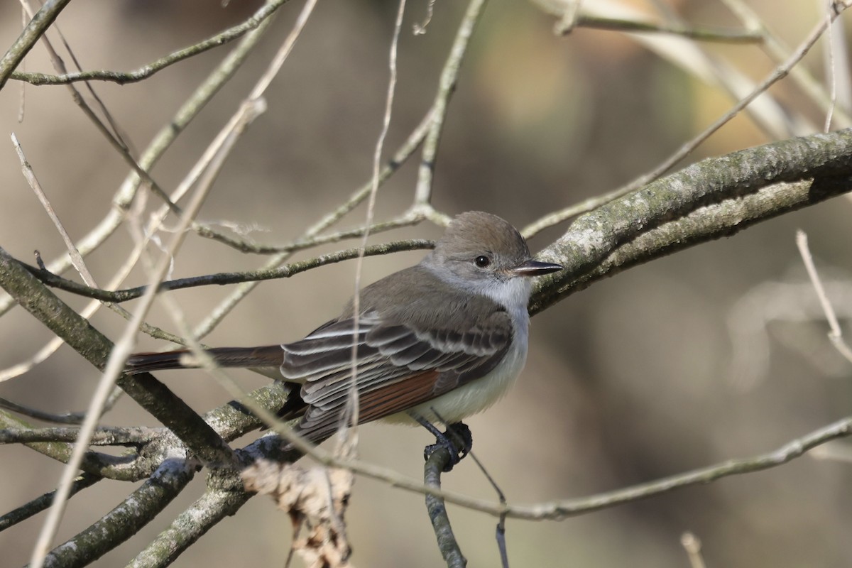 Копетон світлочеревий - ML646024405