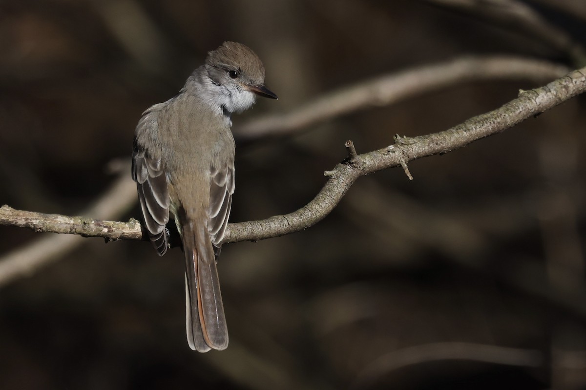 Копетон світлочеревий - ML646024406