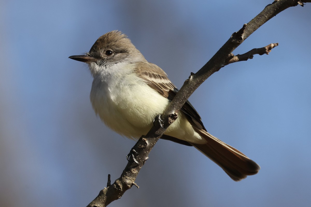 Копетон світлочеревий - ML646024407