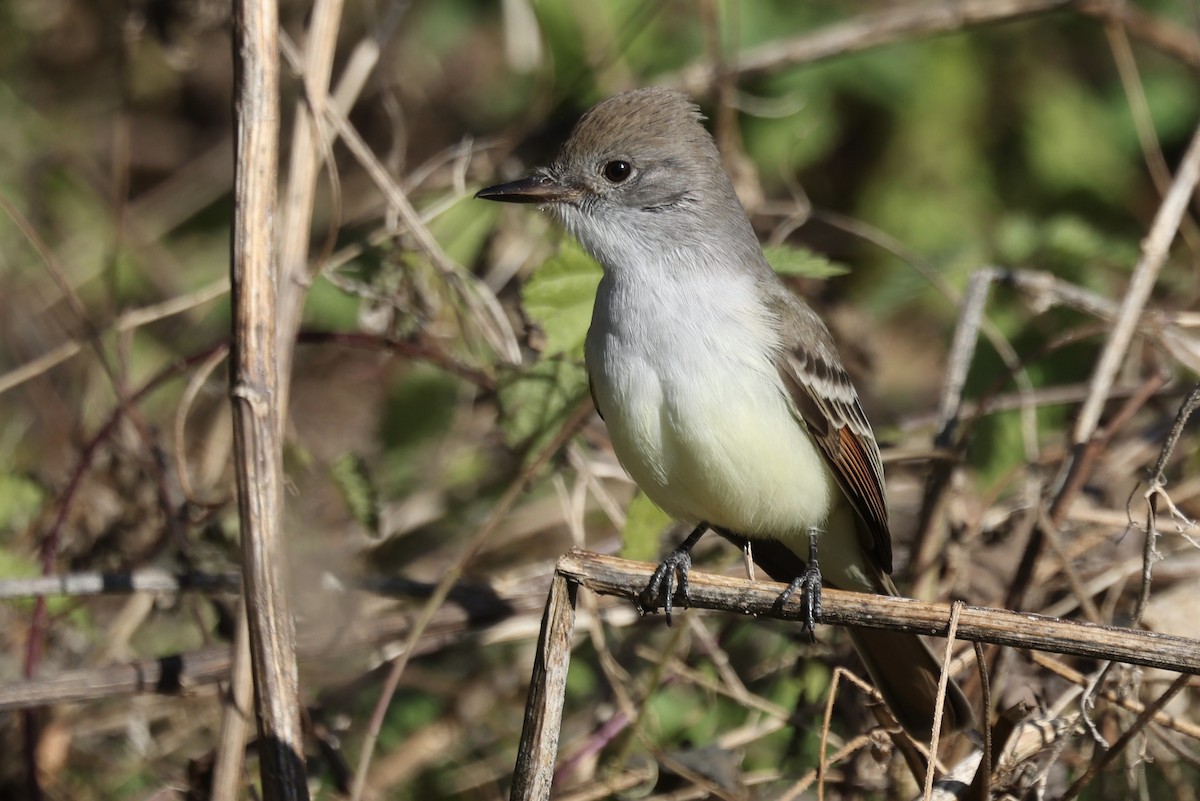Копетон світлочеревий - ML646024408
