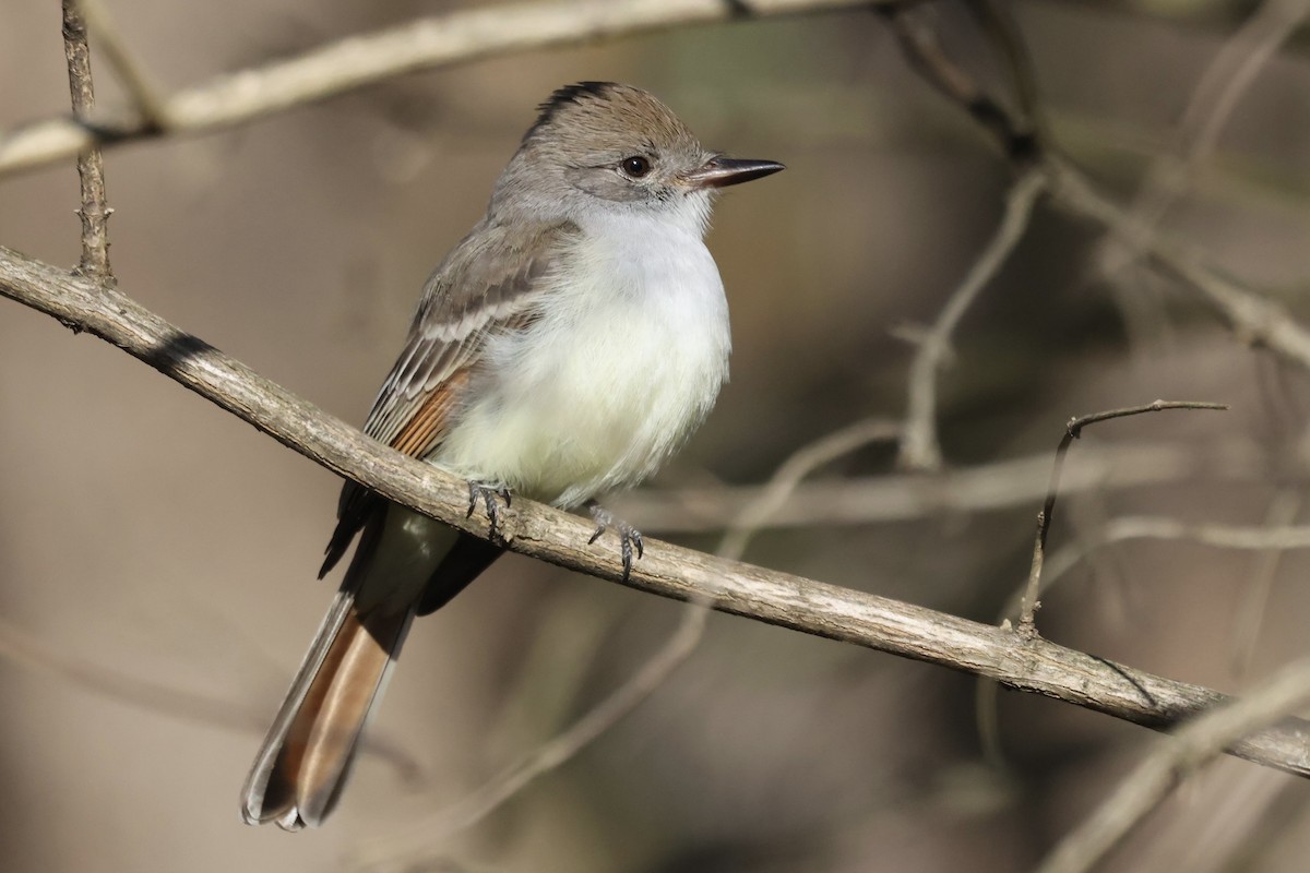 Копетон світлочеревий - ML646024409