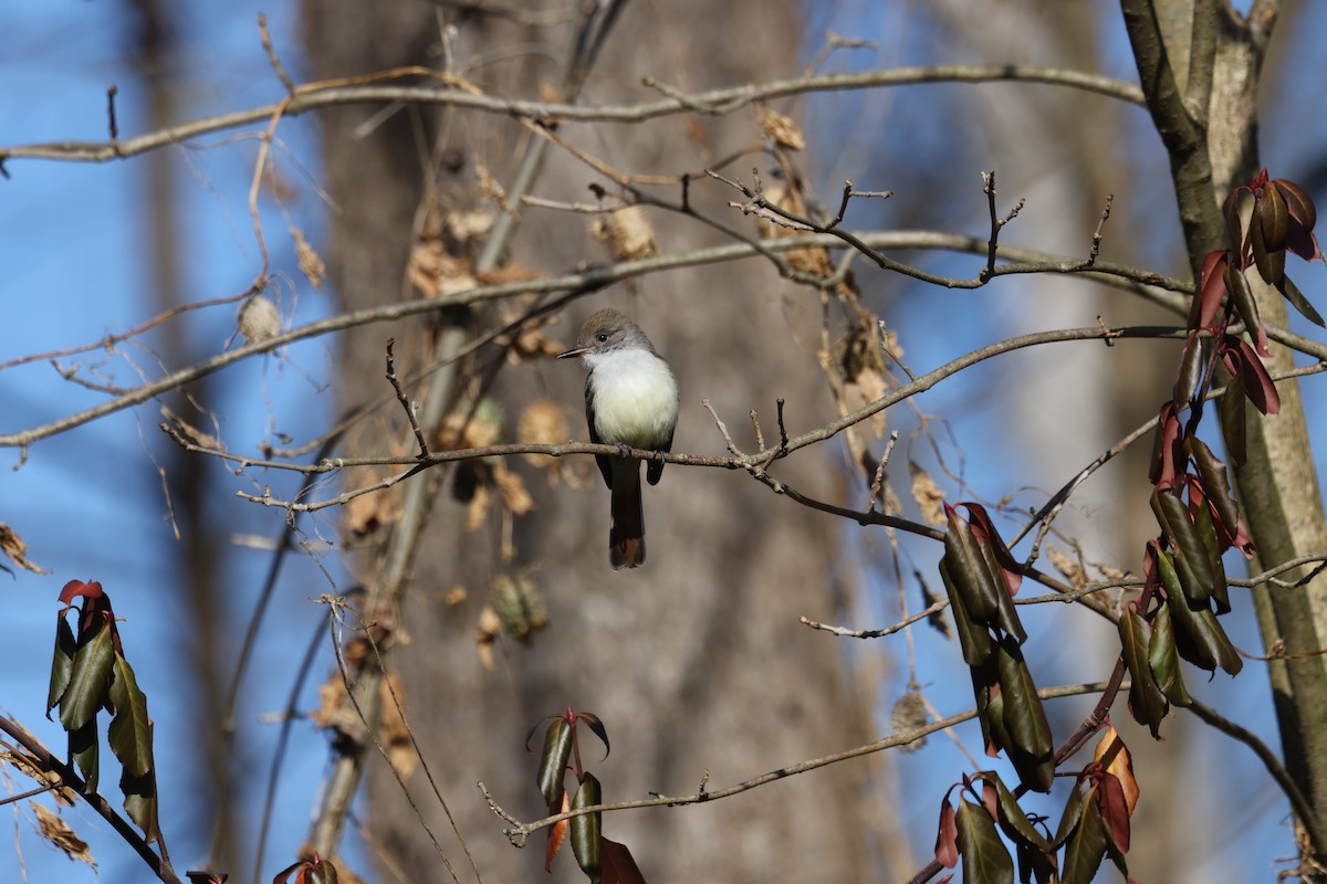 Копетон світлочеревий - ML646024410