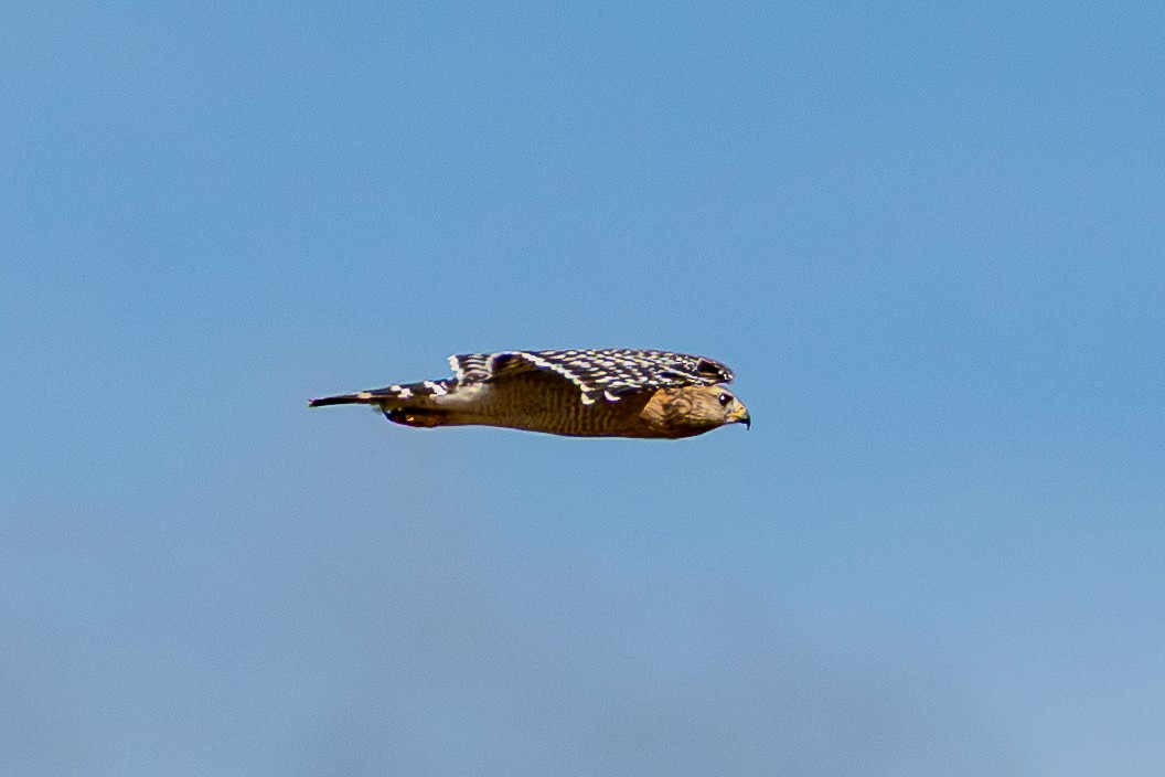 Red-shouldered Hawk - ML646024417
