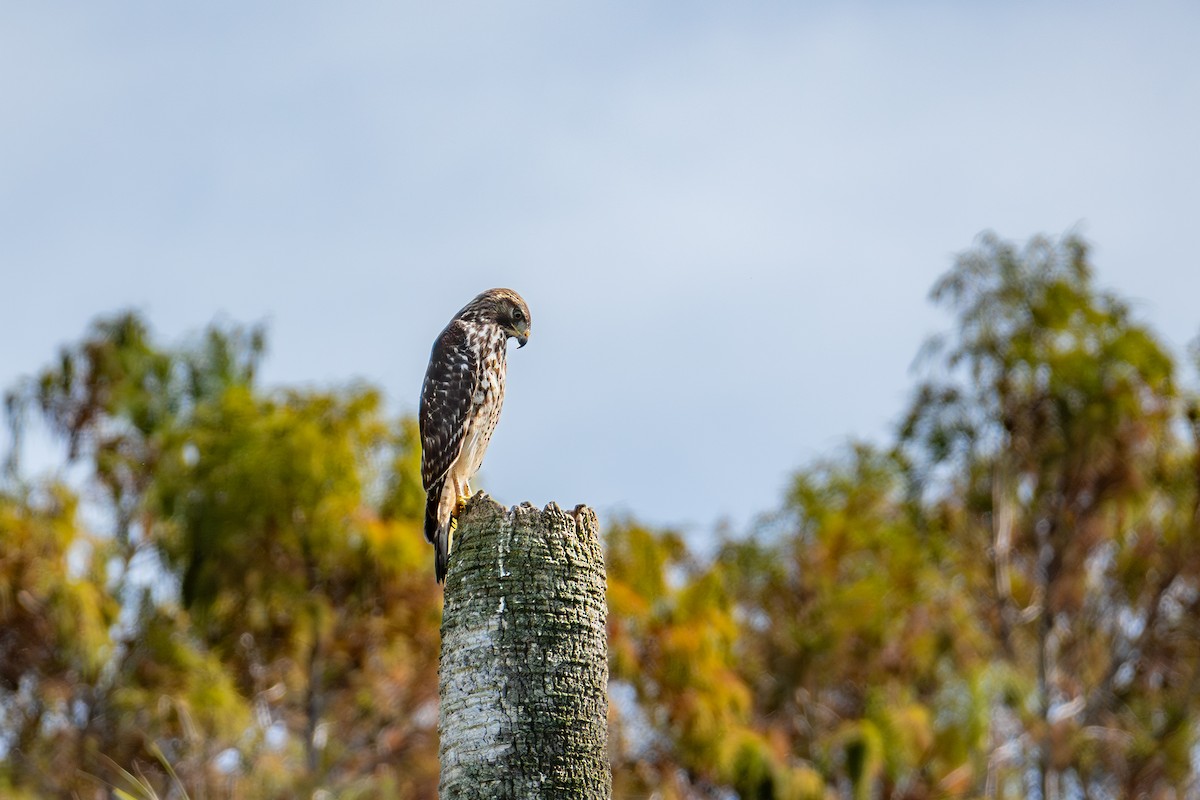 Red-shouldered Hawk - ML646024418