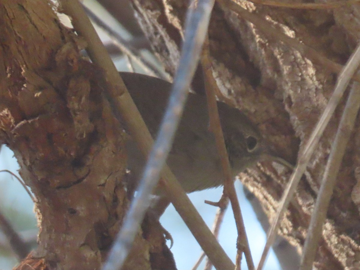 Marsh Wren - ML646024421
