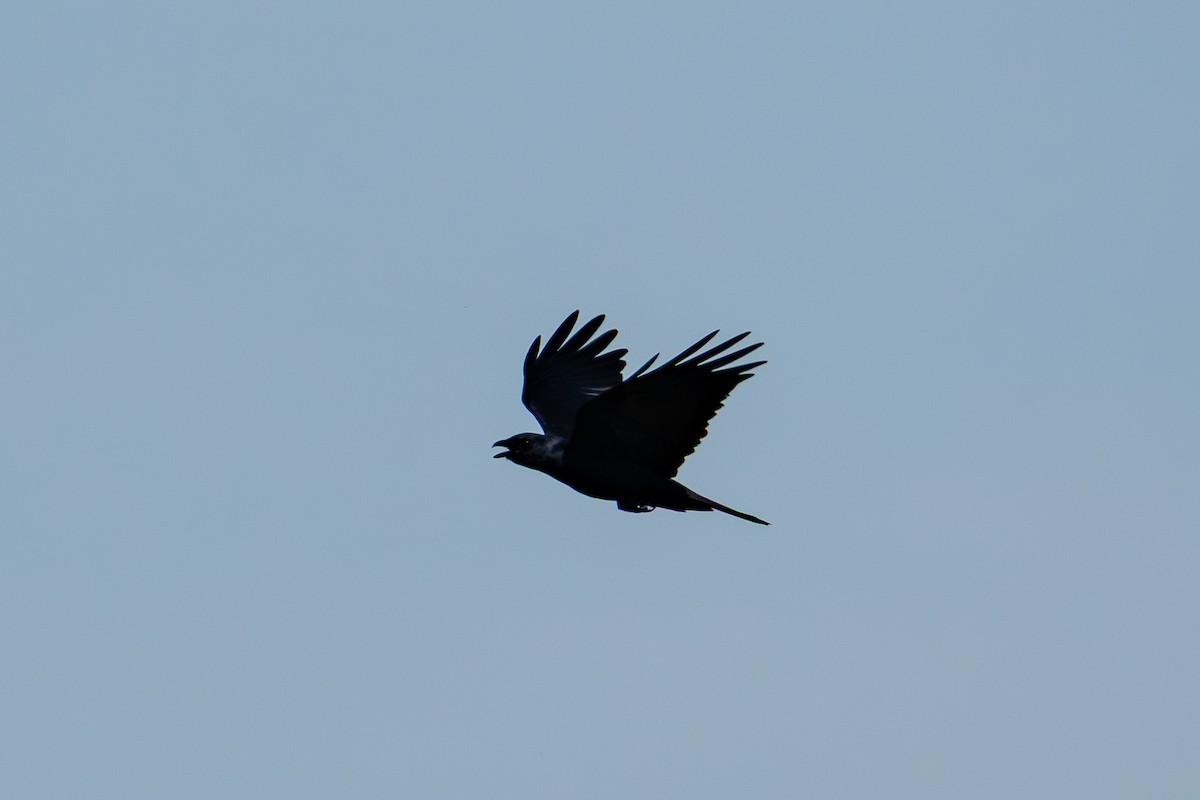 Fish Crow - ML646024427