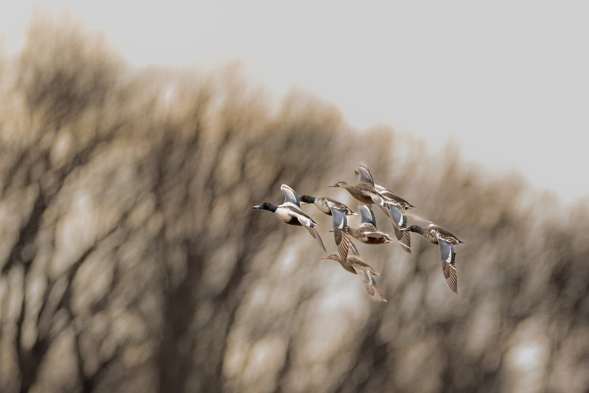 Kaşıkgaga - ML646024428