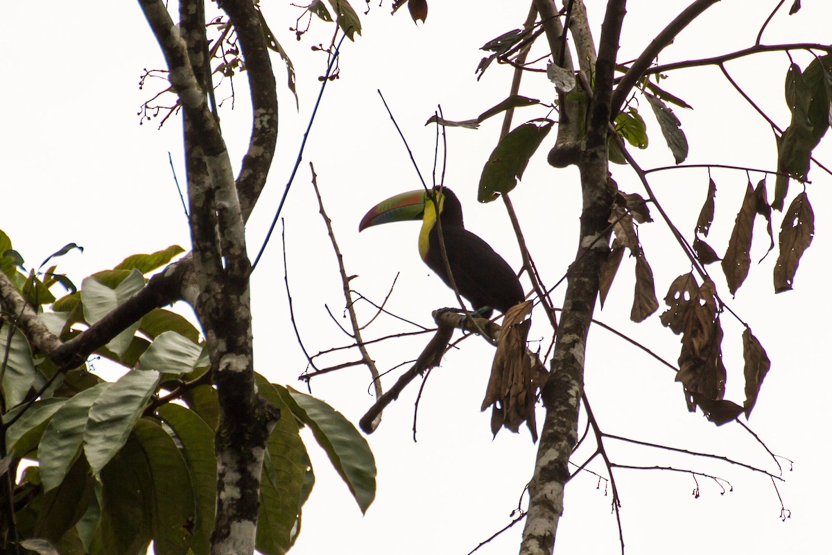 tukan středoamerický - ML646024429