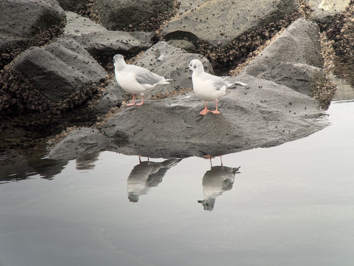 Bonaparte's Gull - ML646024432