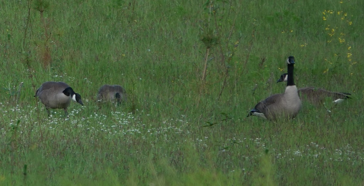 Канад галуу - ML646024433