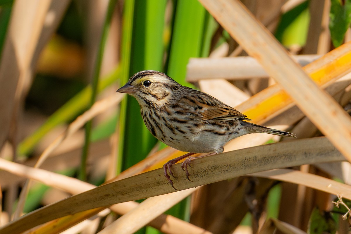 Savannah Sparrow - ML646024435