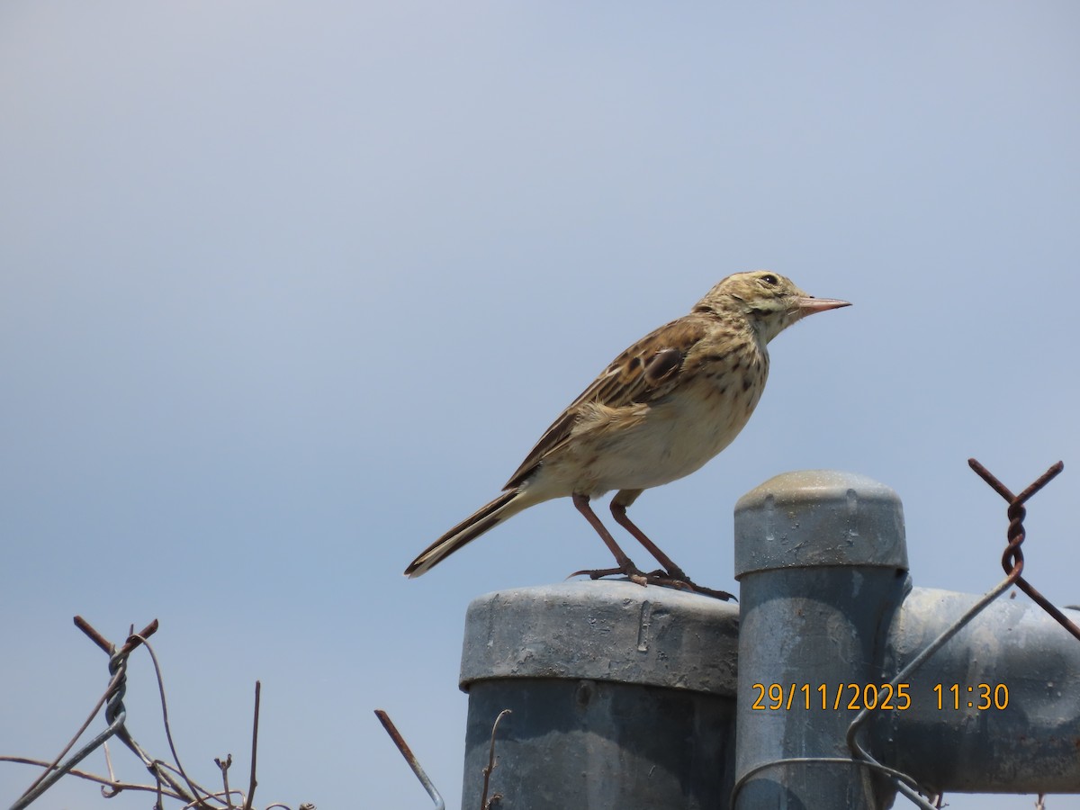 Bisbita Australiano - ML646024437