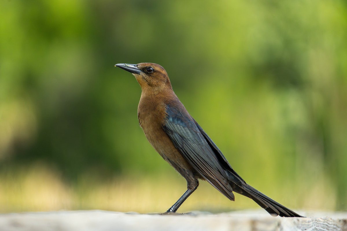 Boat-tailed Grackle - ML646024442