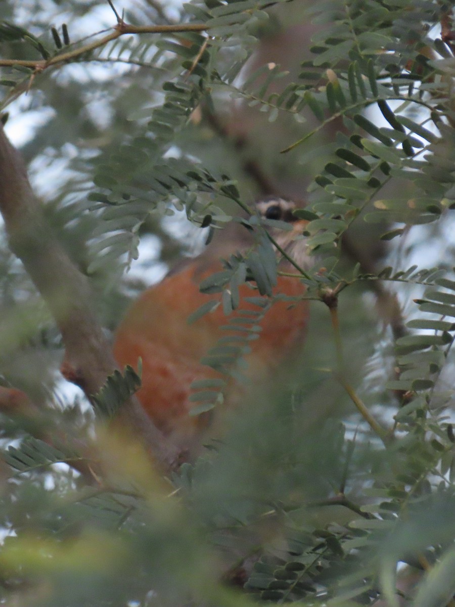 American Robin - ML646024443