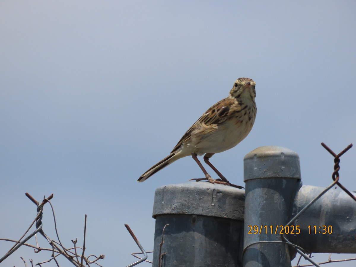 Australspornpieper - ML646024444