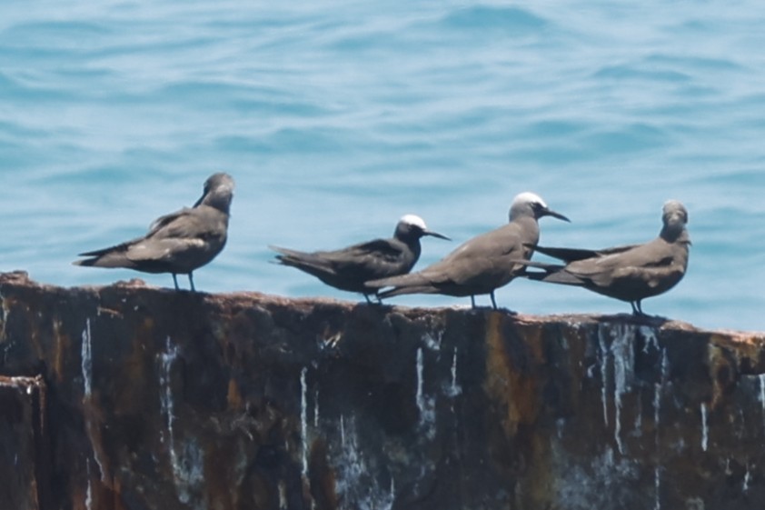 Weißkopfnoddi - ML646024445