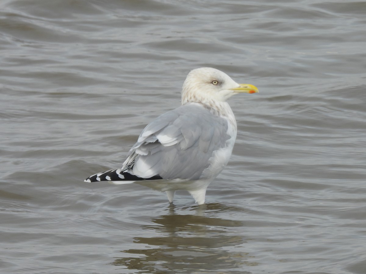 Kanadamöwe - ML646024446