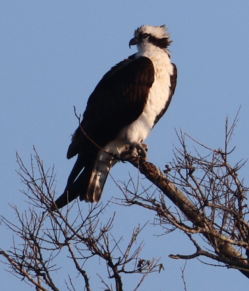 Fischadler - ML646024447