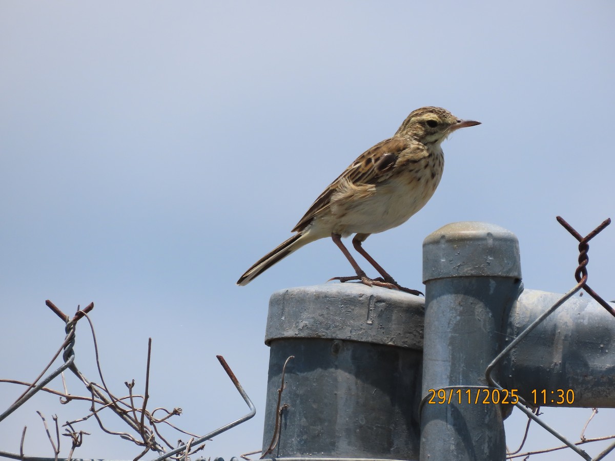 Australspornpieper - ML646024448