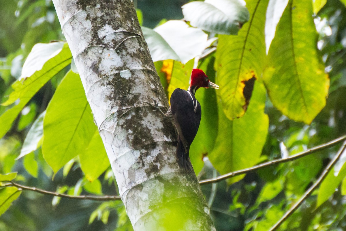 Königspecht - ML646024449