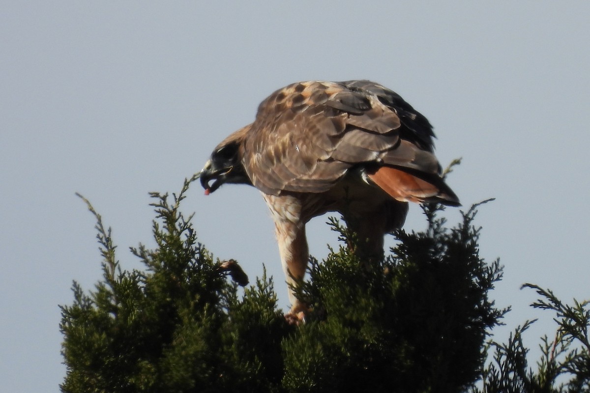 Rotschwanzbussard - ML646024454