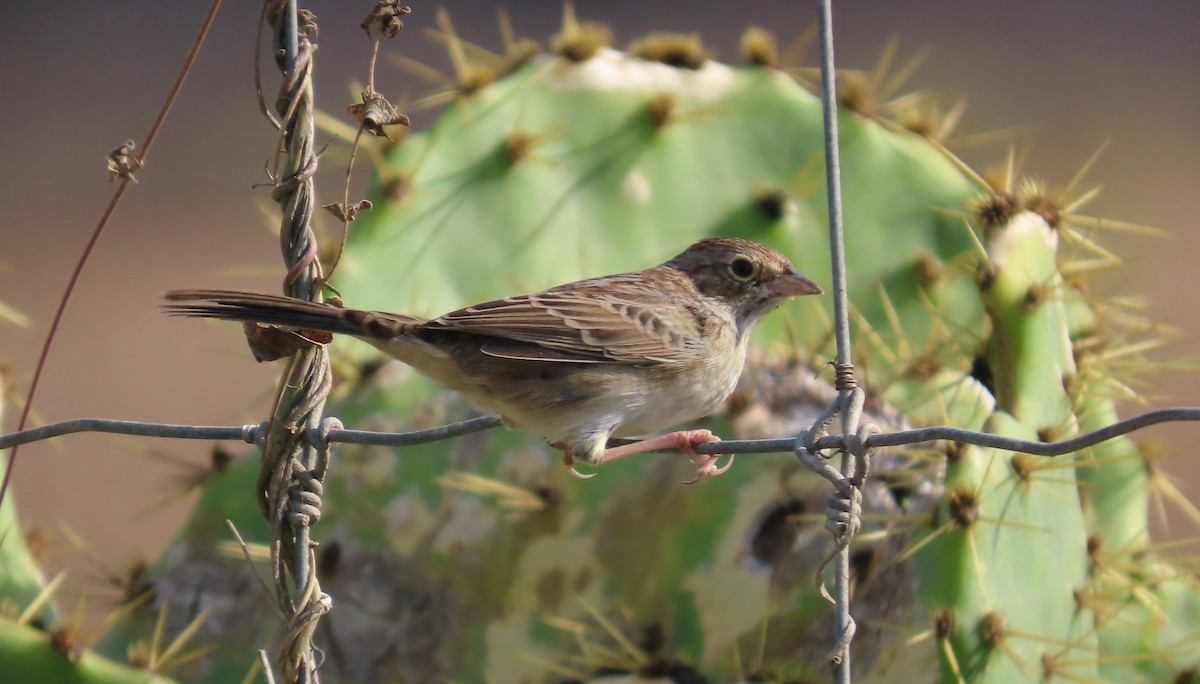 Cassinammer - ML646024456