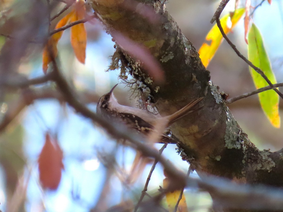 Amerikabaumläufer - ML646024457