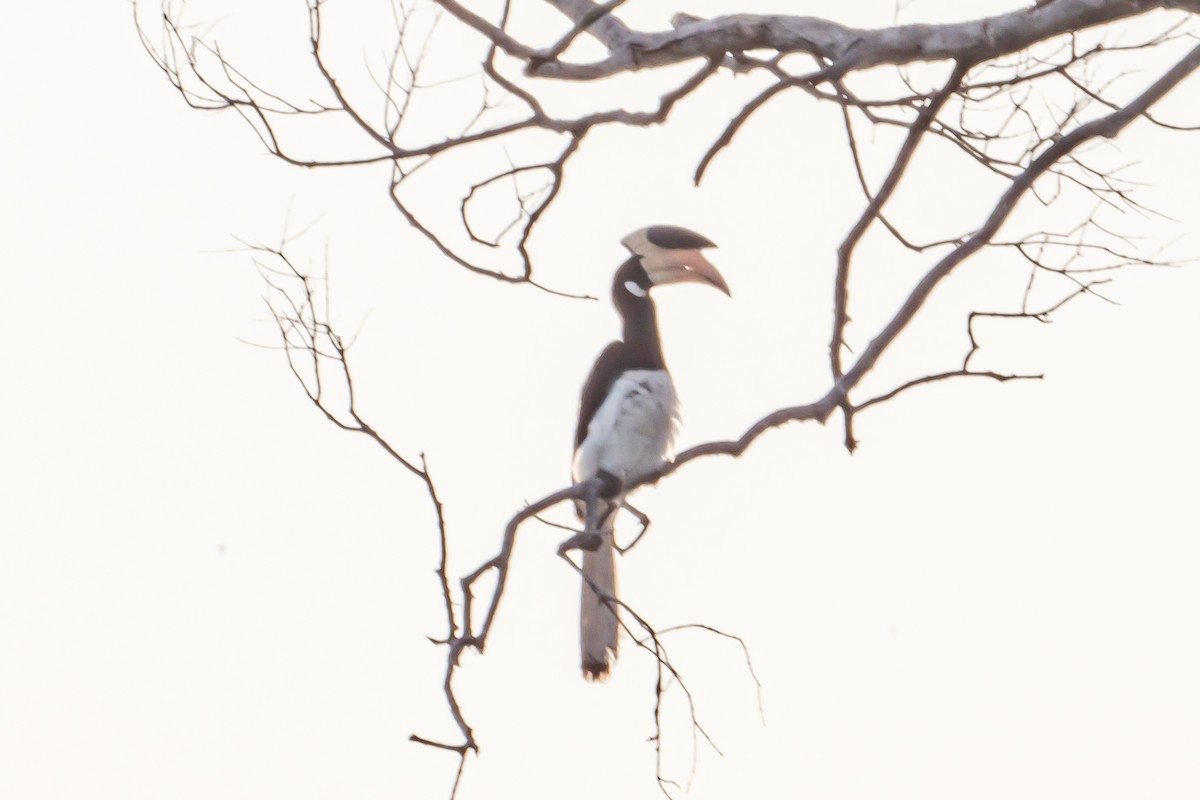 Malabarhornvogel - ML646024458