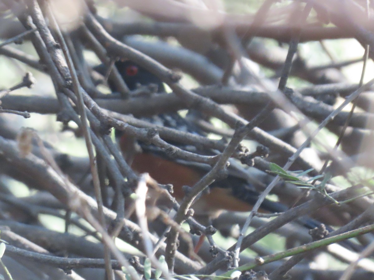 Fleckengrundammer - ML646024459