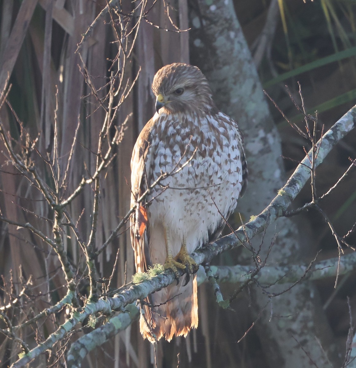 Rotschulterbussard - ML646024460