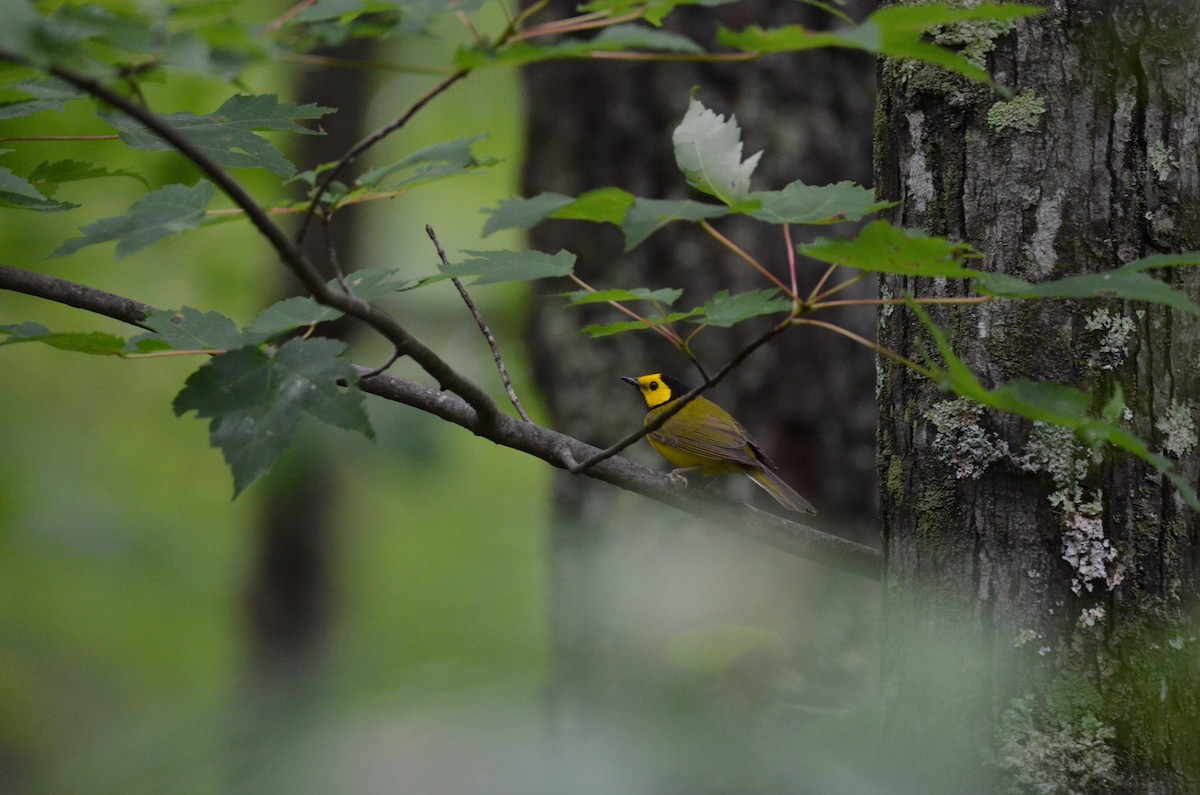 Kapuzenwaldsänger - ML646024461