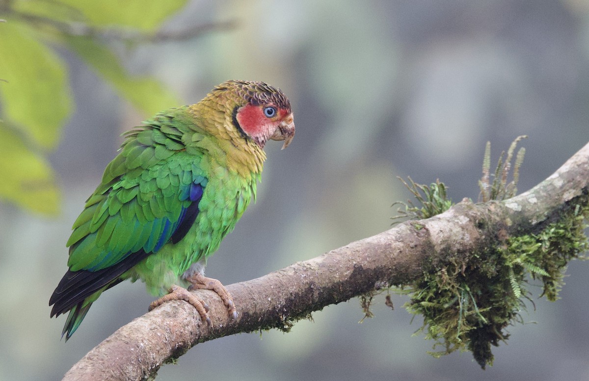 Rosenwangenpapagei - ML646024462