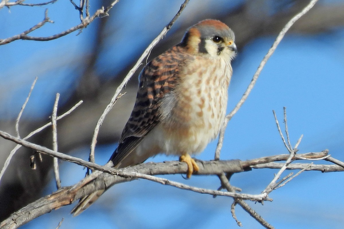 Buntfalke - ML646024463